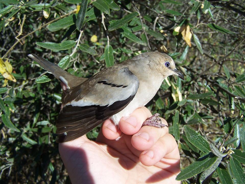 FIGURE 1 FIGURE 1